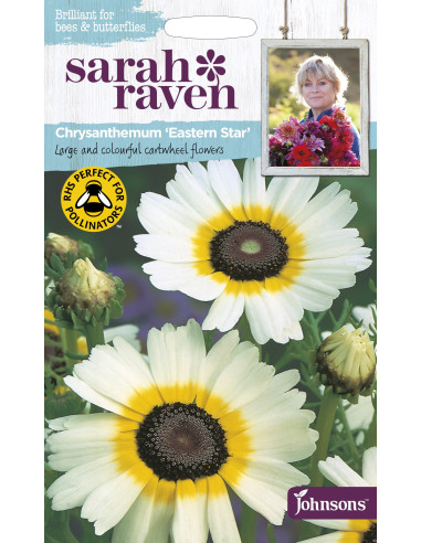 Sahra Raven Chrysanthemum 'Eastern Star'