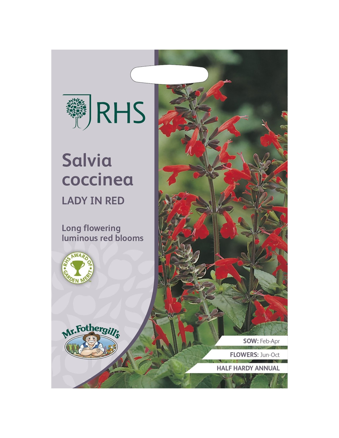 RHS Salvia Coccinea den engelske gartner shop