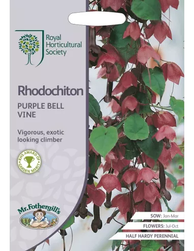 RHS Rhodochiton Purple Bell Vine mr. fothergills