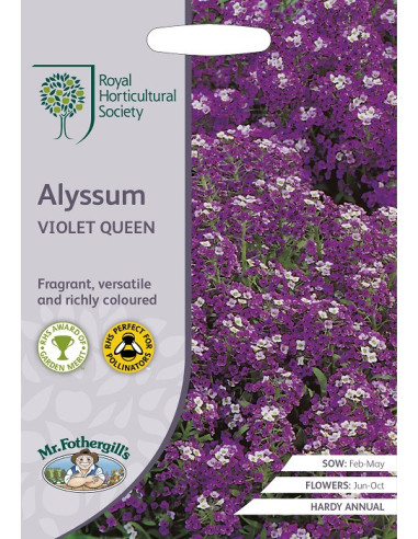 RHS Alyssum Violet Queen mr. fothergills