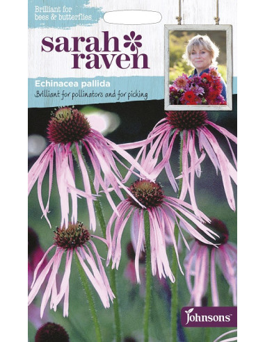 Sarah raven Echinacea 'pallida'
