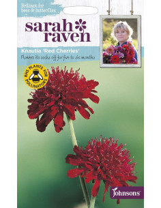 Sarah Raven Knautia 'red cherries'