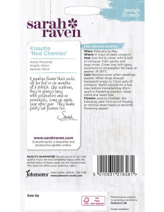 Sarah Raven Knautia 'red cherries' 2