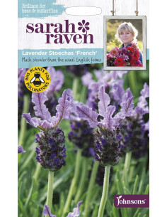 Sarah Raven Lavender 'stoechas french'