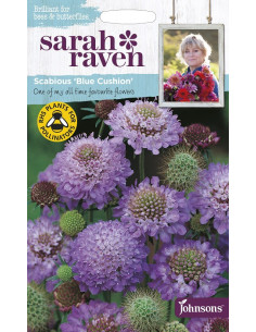 Sarah Raven Scabious 'blue cushion'