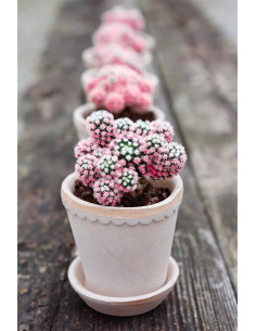 Bergs Potter helena rosa 2