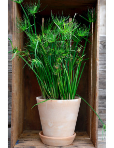 Bergs Potter julie rosa 2