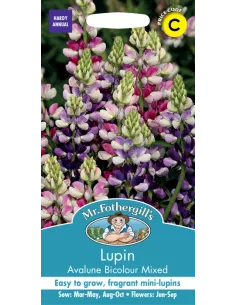 Mr. Fothergill's lupin avalune bicolour mix