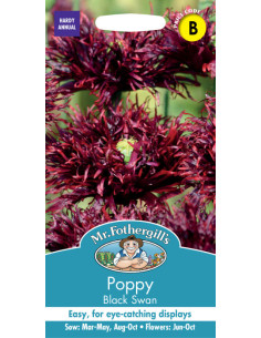 Mr. Fothergill's papaver black swan