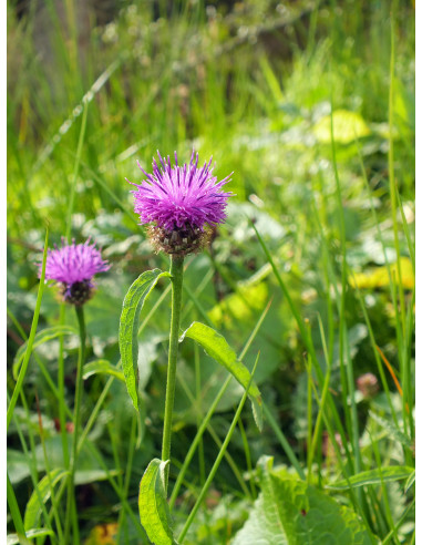 Seedball Beetle Mix hos den engelske gartner shop