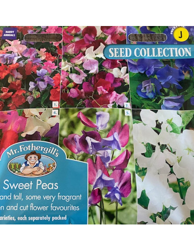 Mr. Fothergill's sweet pea collection
