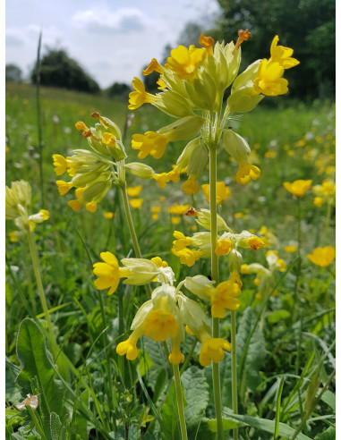 Seedball Beetle Mix hos den engelske gartner shop