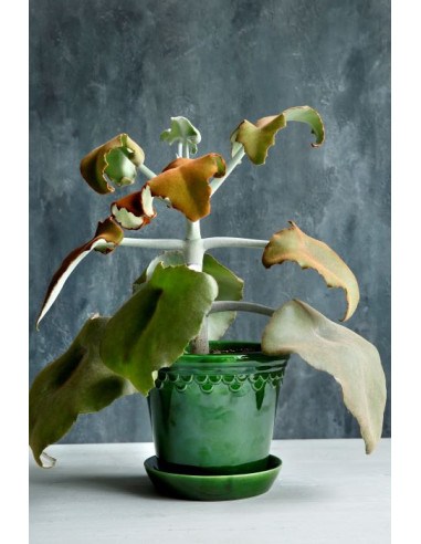 Bergs Potter københavner grøn hos den engelske gartner shop