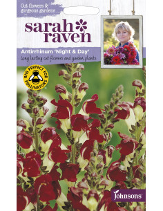 Sarah Raven Antirrhinum 'Night & Day'