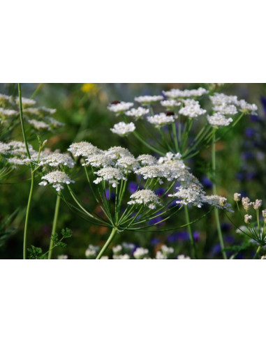 Seedball Beetle Mix hos den engelske gartner shop