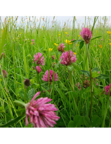 Seedball Hedgehog mix hos den engelske gartner shop