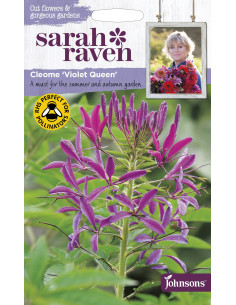 Sarah Raven Cleome 'Violet Queen'