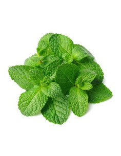 Seedball Tube Mint 2