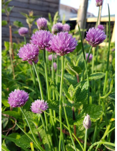 Seedball Tube Chive 2