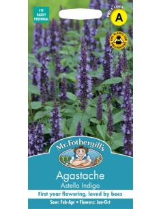 Mr. Fothergill's Agastache Astello Indigo