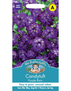 Mr. Fothergill's Candytuft Purple Rain