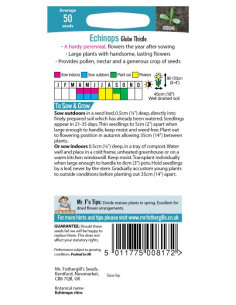 Mr. Fothergill's Echinops Globe Thistle 2