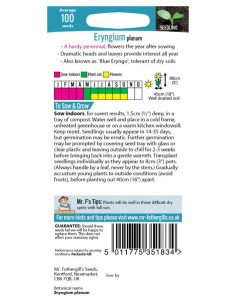 Mr. Fothergill's Eryngium Planum 2