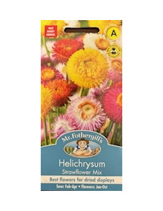 Mr. Fothergill's Helicrysum Strawflower