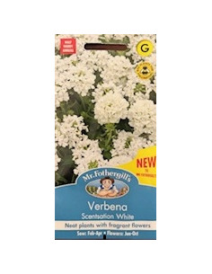 Mr. Fothergill's Verbena Scentsation White