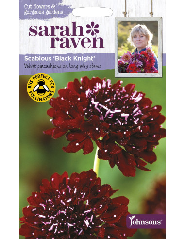 Sarah Raven Scabious 'Black Knight'
