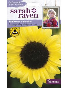 Sarah Raven Sunflower 'Valentine'