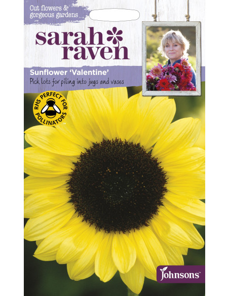 Sarah Raven Sunflower 'Valentine'