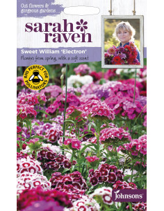 Sarah Raven Sweet William 'Electron'
