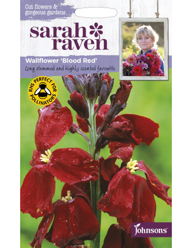 Sarah Raven Wallflower 'Blood Red'