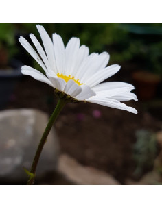 Seedball Oxeye Daisy 2