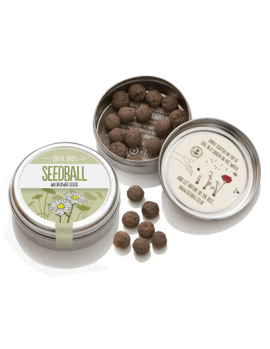 Seedball Oxeye Daisy hos den engelske gartner shop