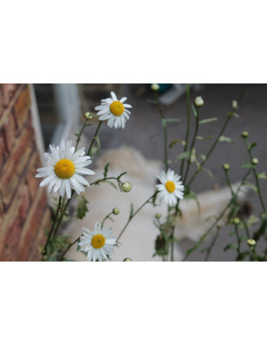 Seedball Oxeye Daisy hos den engelske gartner shop