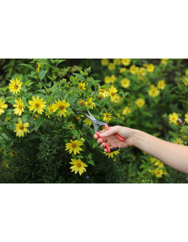 Niwaki snips hos den engelske gartner shop